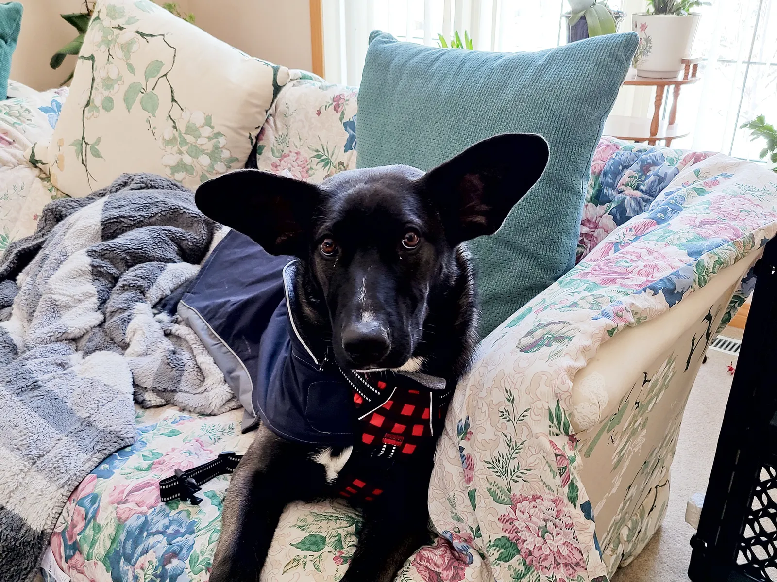 The Adolescent Malinois: Surviving the 8 to 18 Month Phase