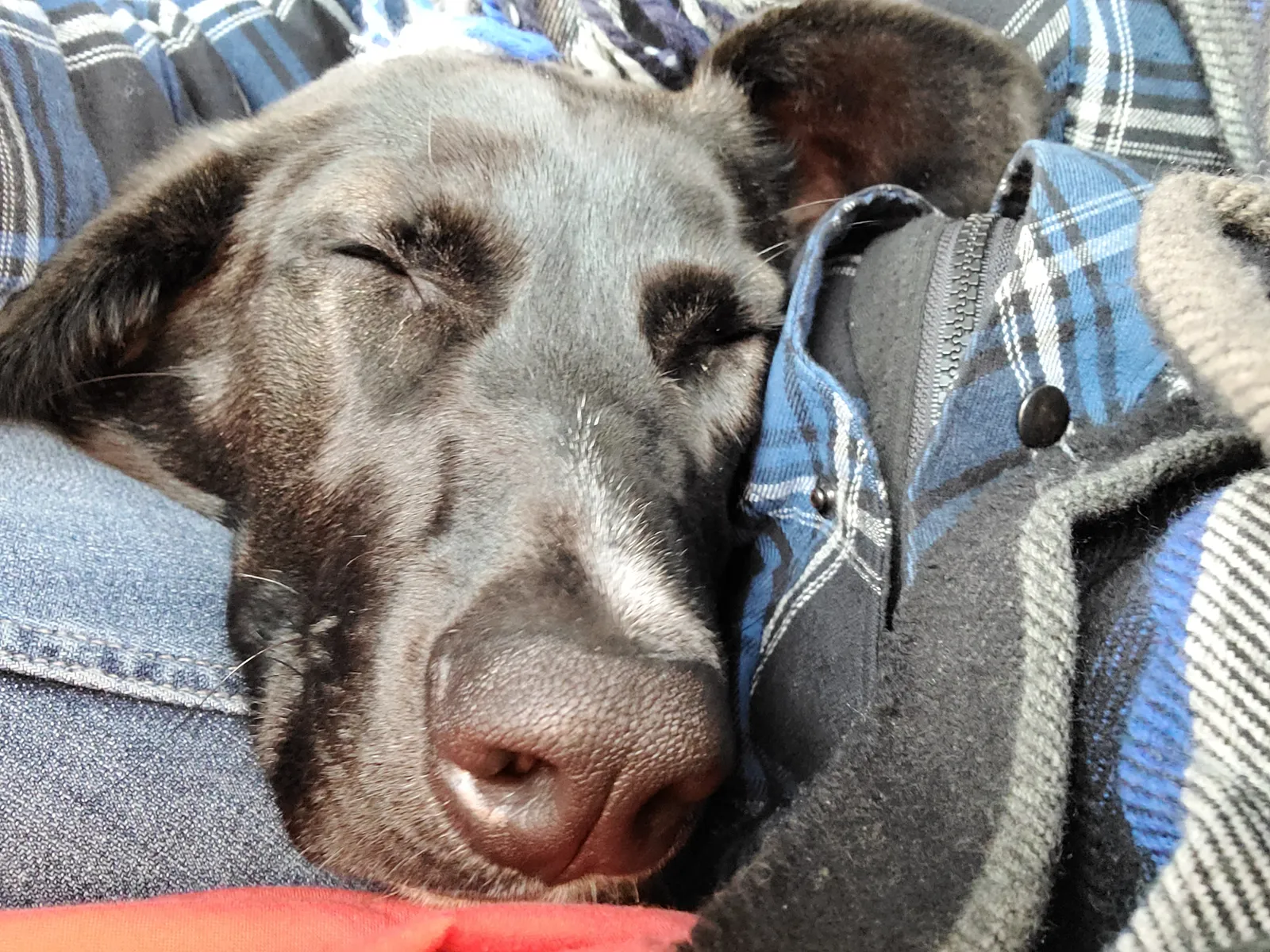 Your First Year With a Belgian Malinois: What Nobody Tells You