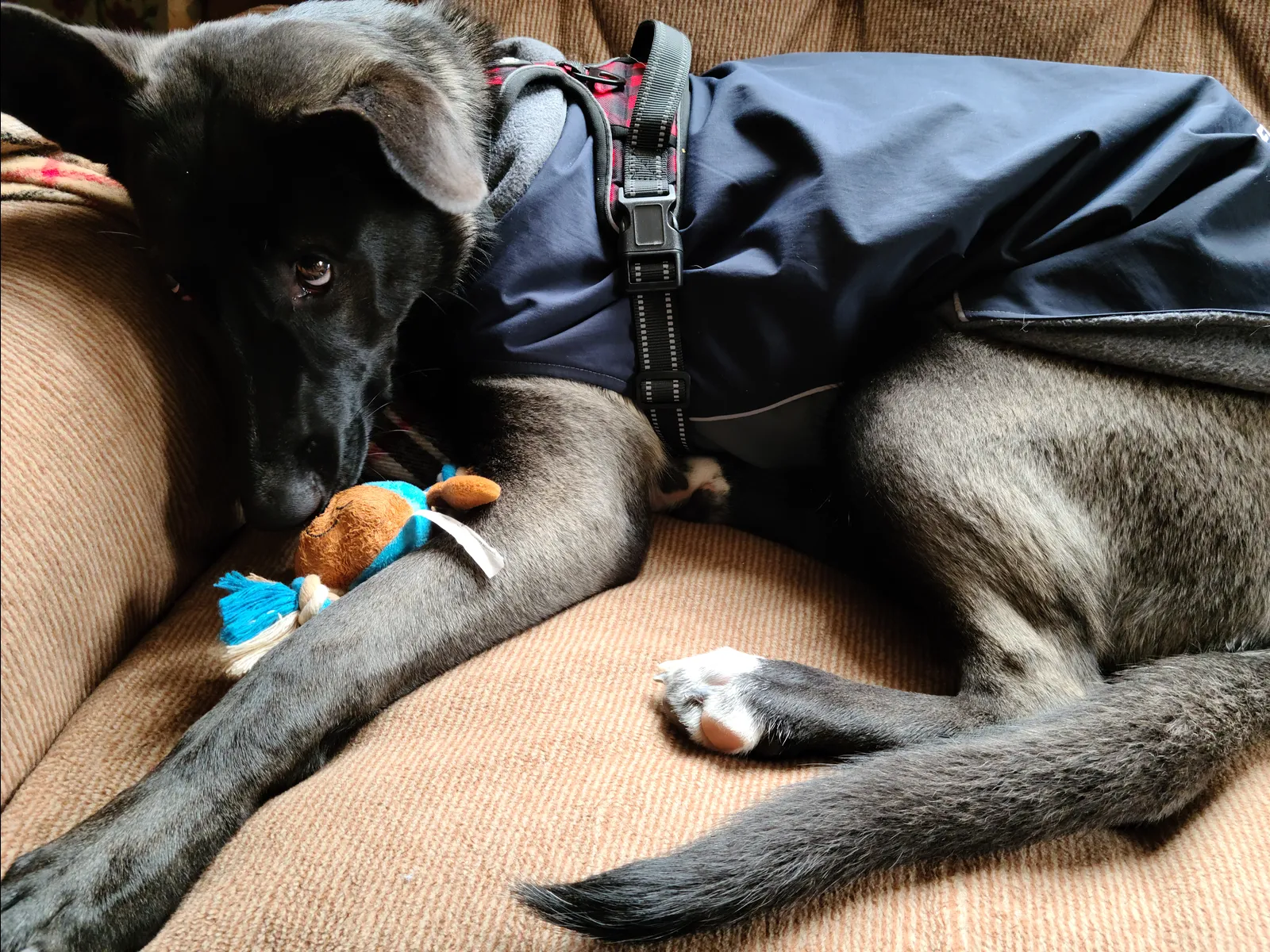 Teaching a Malinois to Relax (Yes, They Need to Learn This)