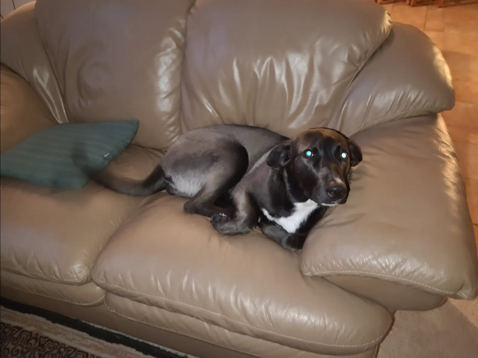 The Maligator Phase: Surviving Puppy Biting and Teething