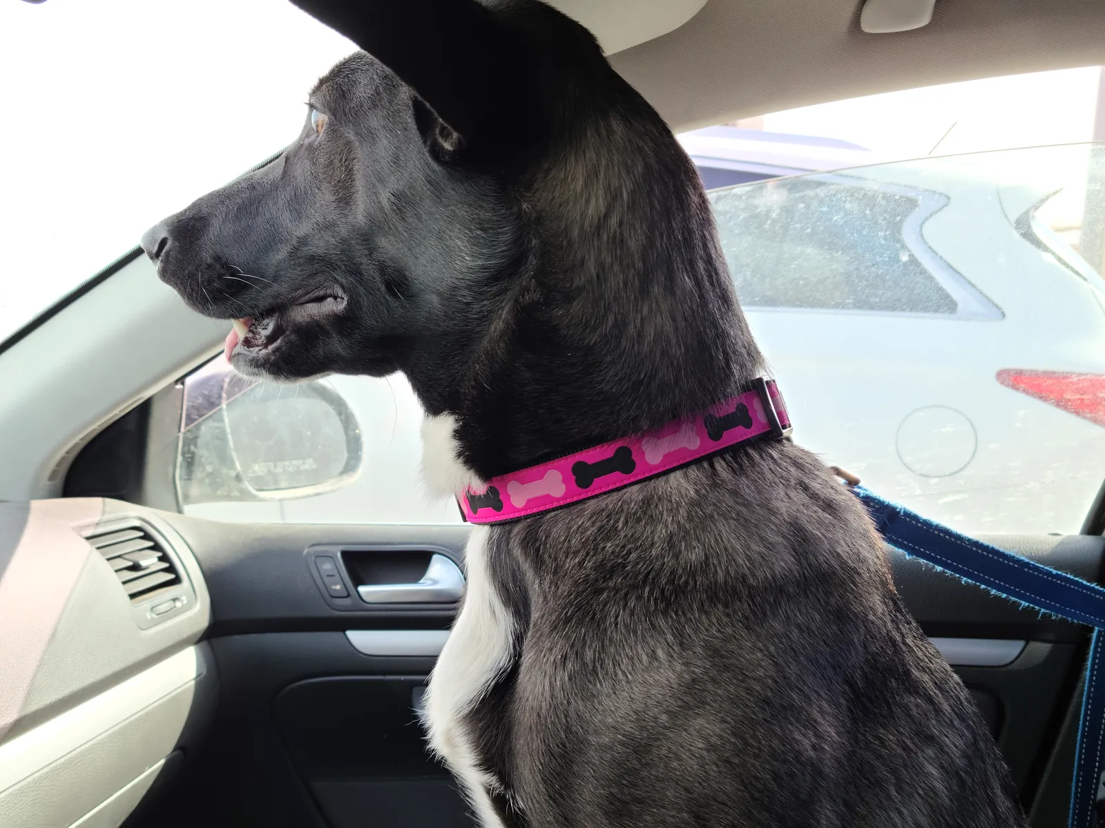 First Year Vet Visits: Vaccinations, Screening and What to Expect