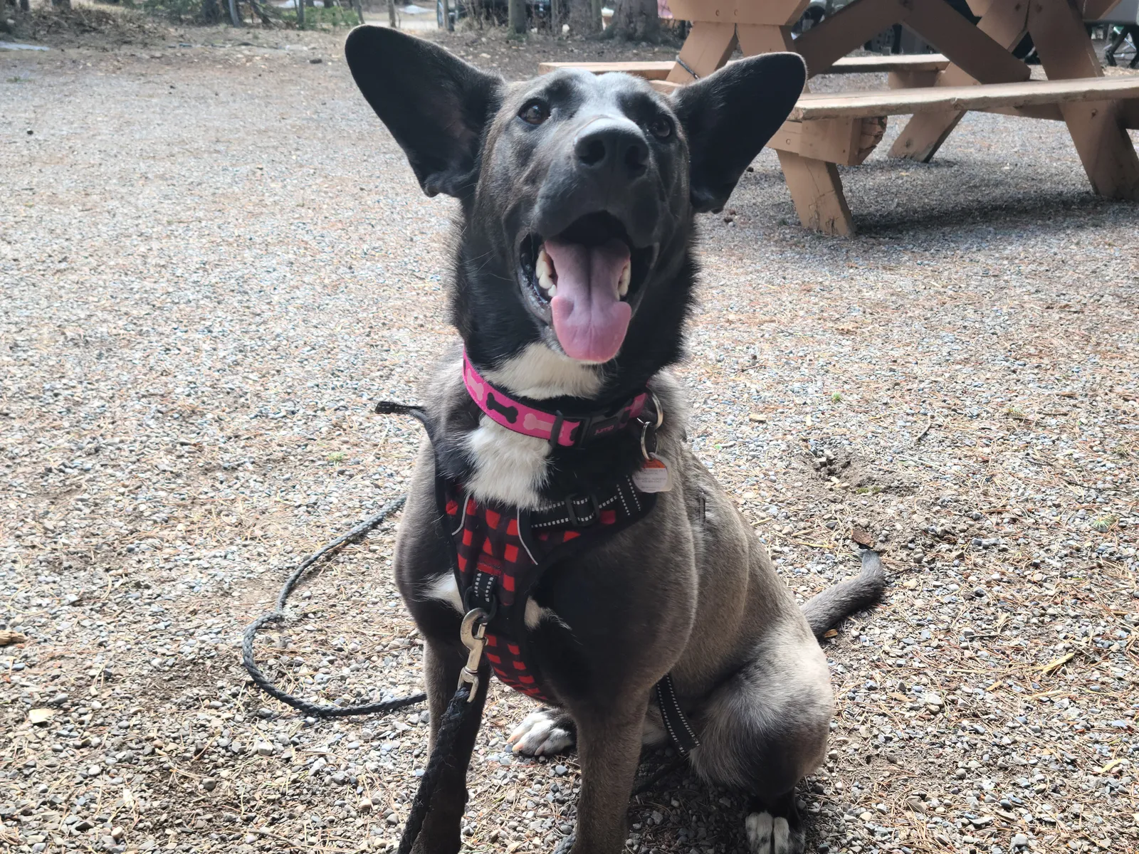 Fear Periods in Malinois Puppies: What They Are and How to Handle Them