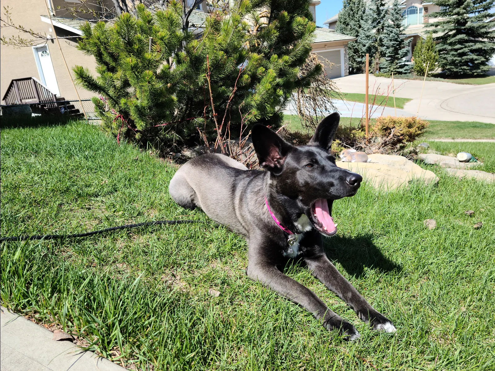 Puppy Feeding Guide: Portions, Frequency and When to Switch