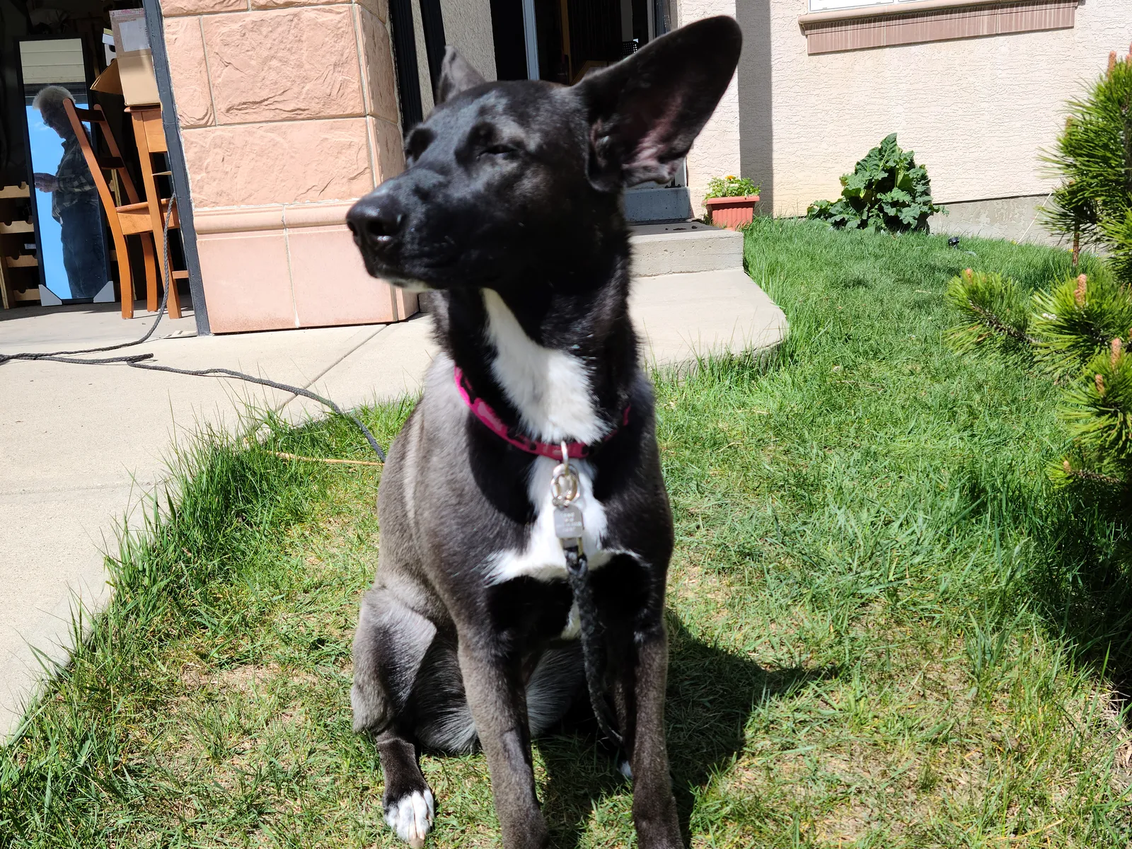 Your First Year With a Belgian Malinois: What Nobody Tells You