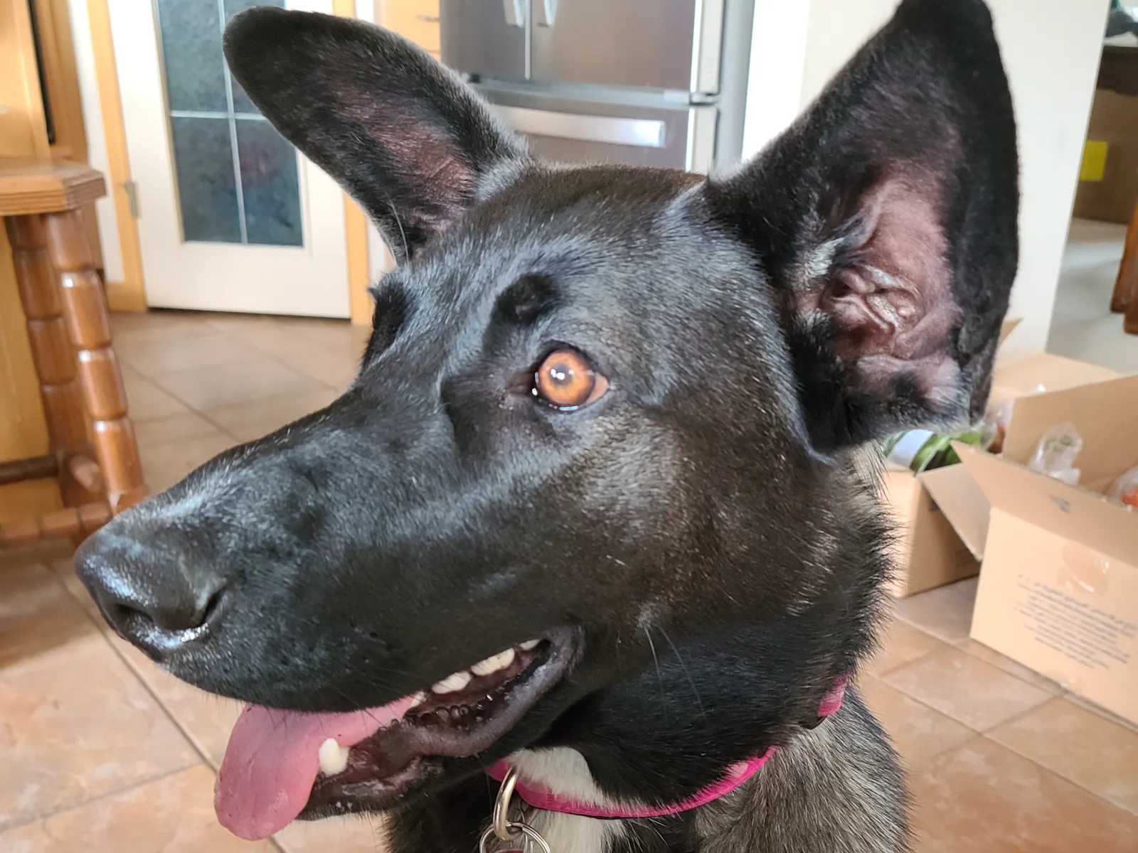 Best Toys for Malinois: What Survives and What Doesn't