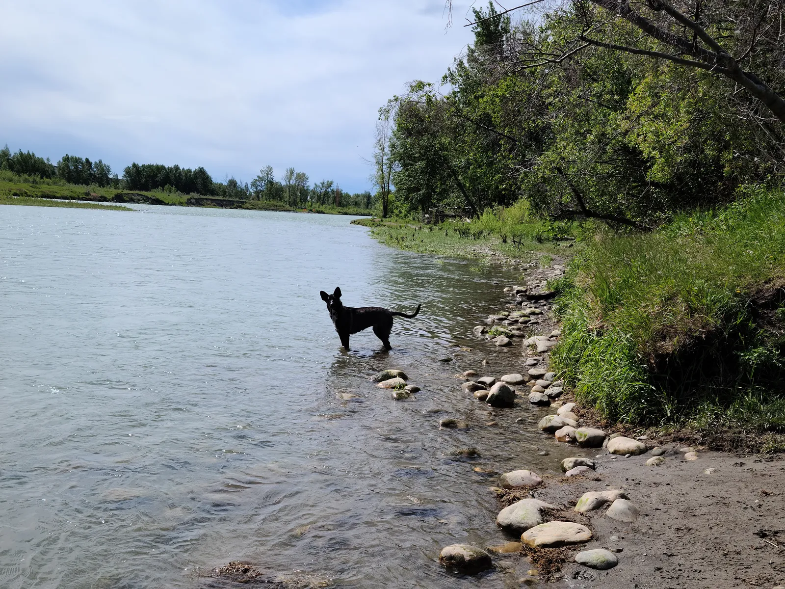 When to Hire a Behaviorist: Signs You Need Professional Help