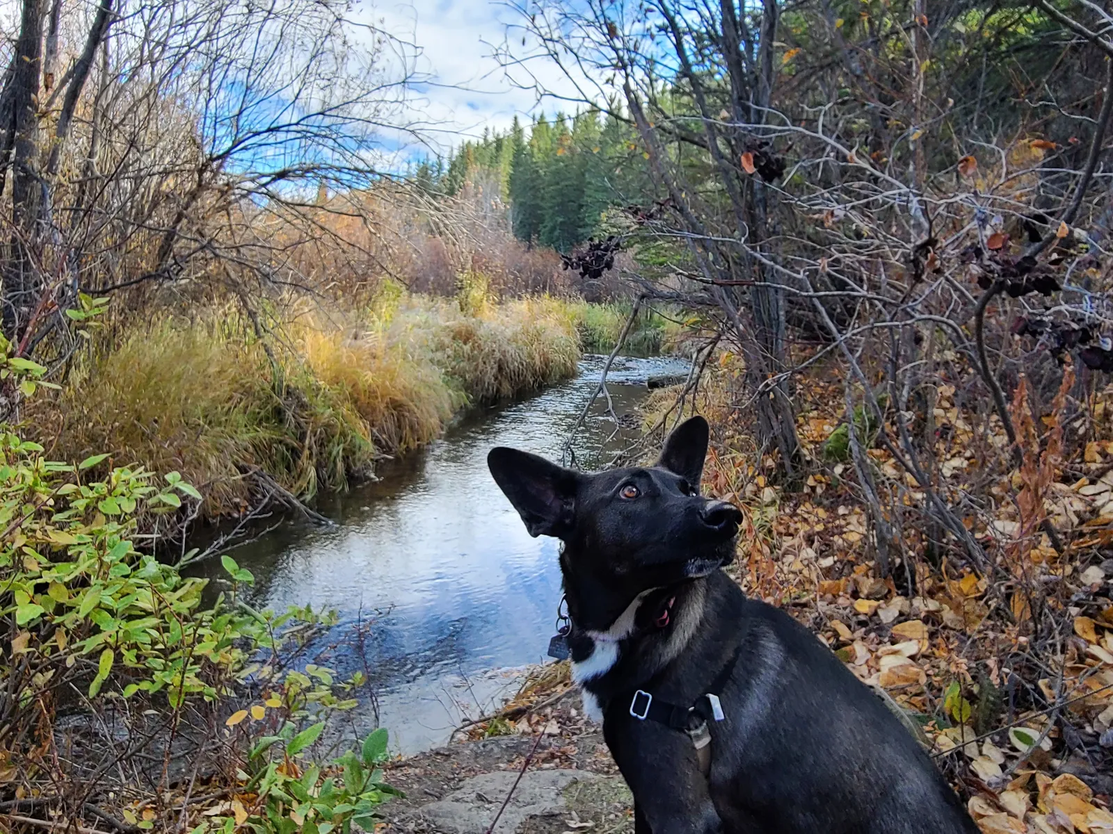 Why Your Malinois Ignores You (And How to Fix It)