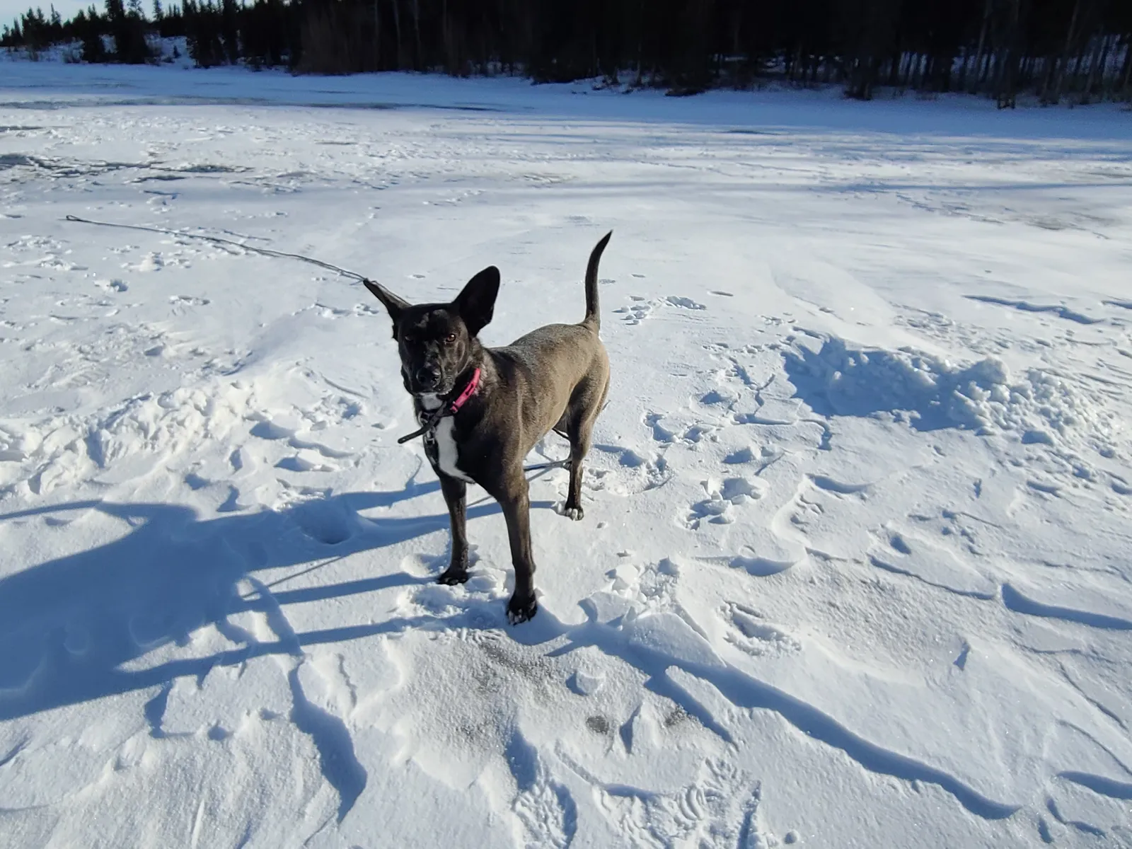 Coco the Belgian Malinois