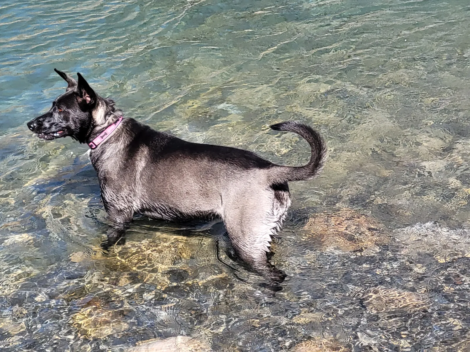 Swimming With Your Belgian Malinois: What 88 Sessions Taught Us