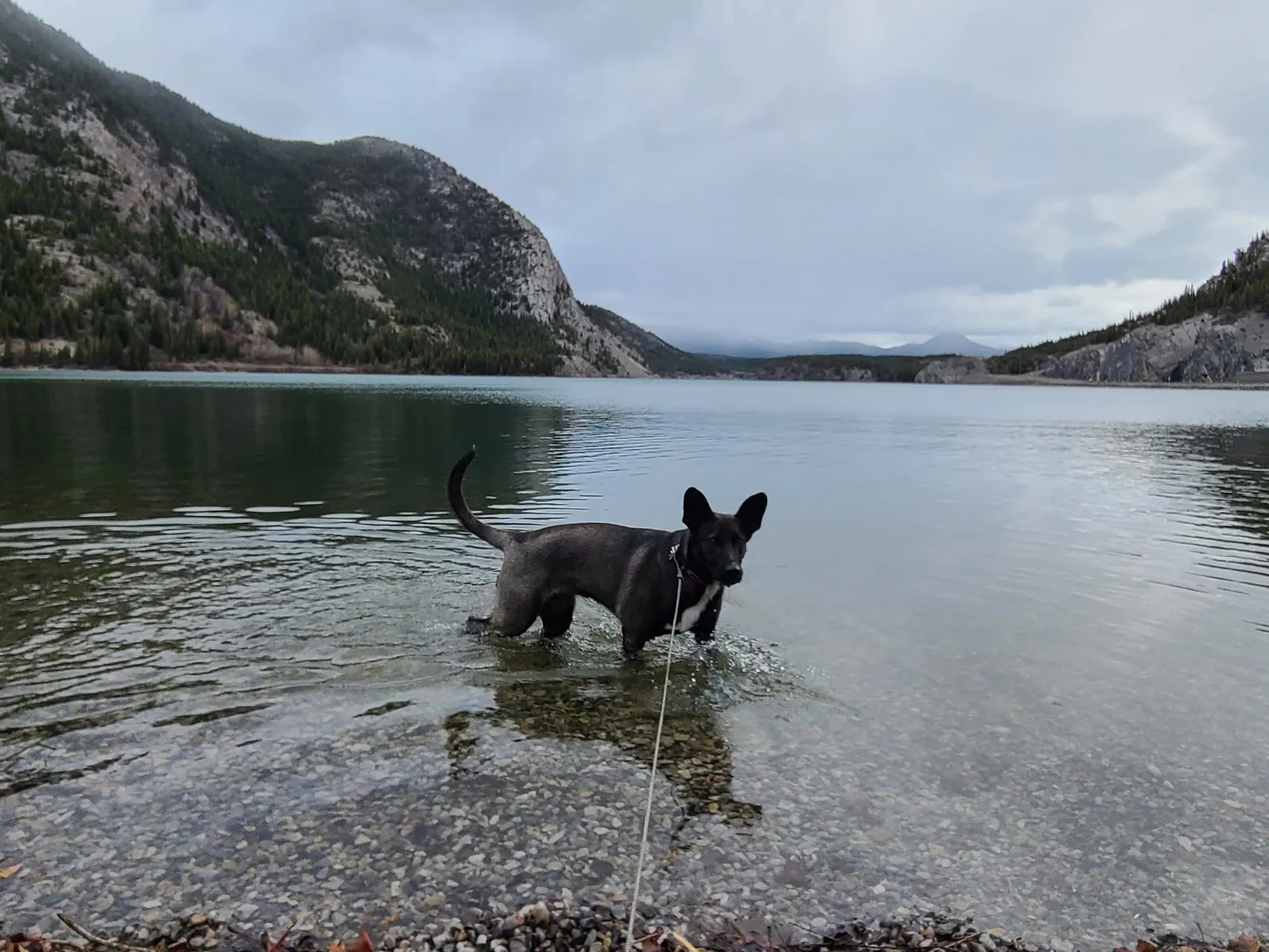 How Much Exercise Does a Malinois Actually Need?