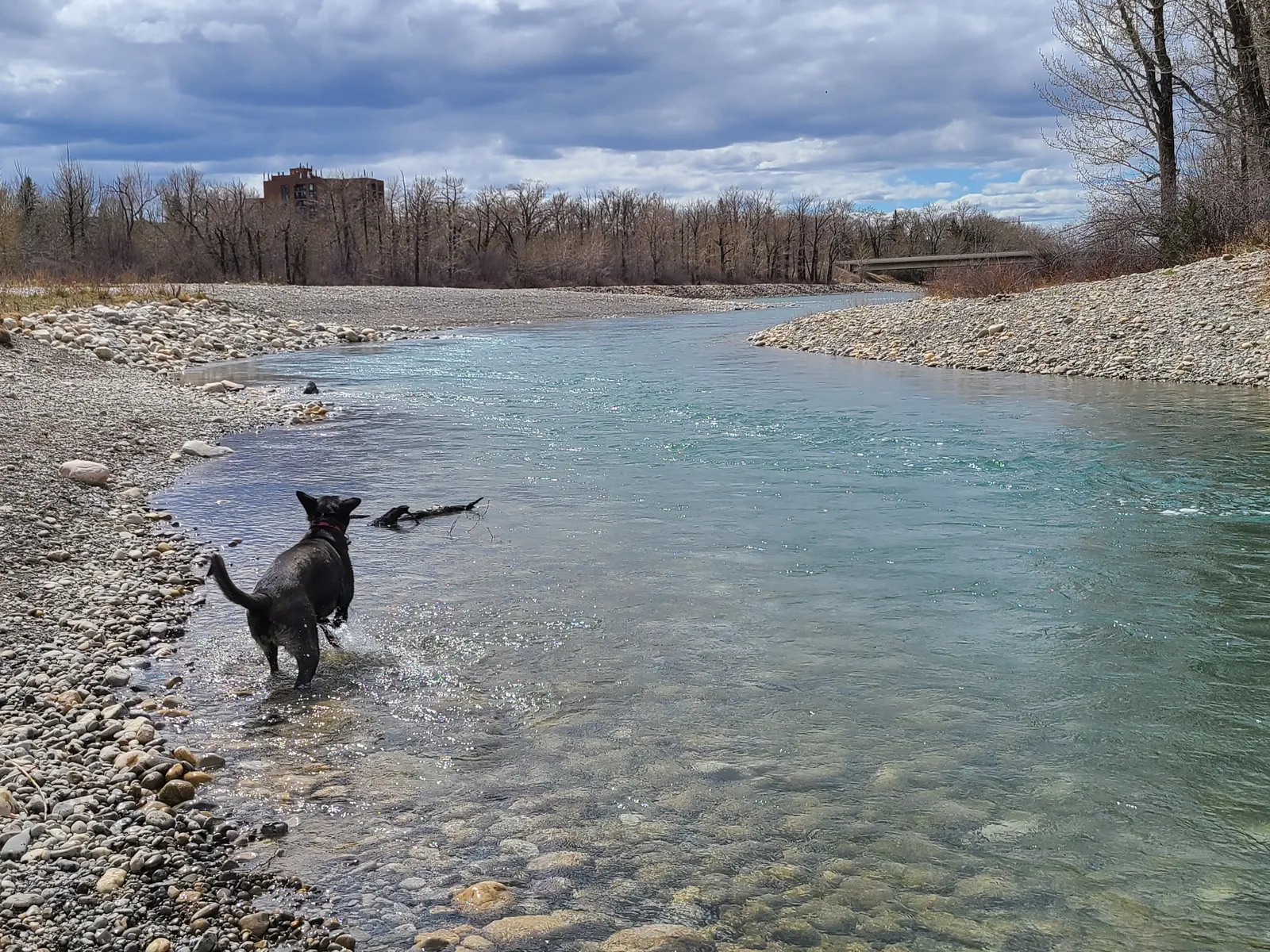Fetch with a Malinois: Teaching, Managing and Avoiding Obsession