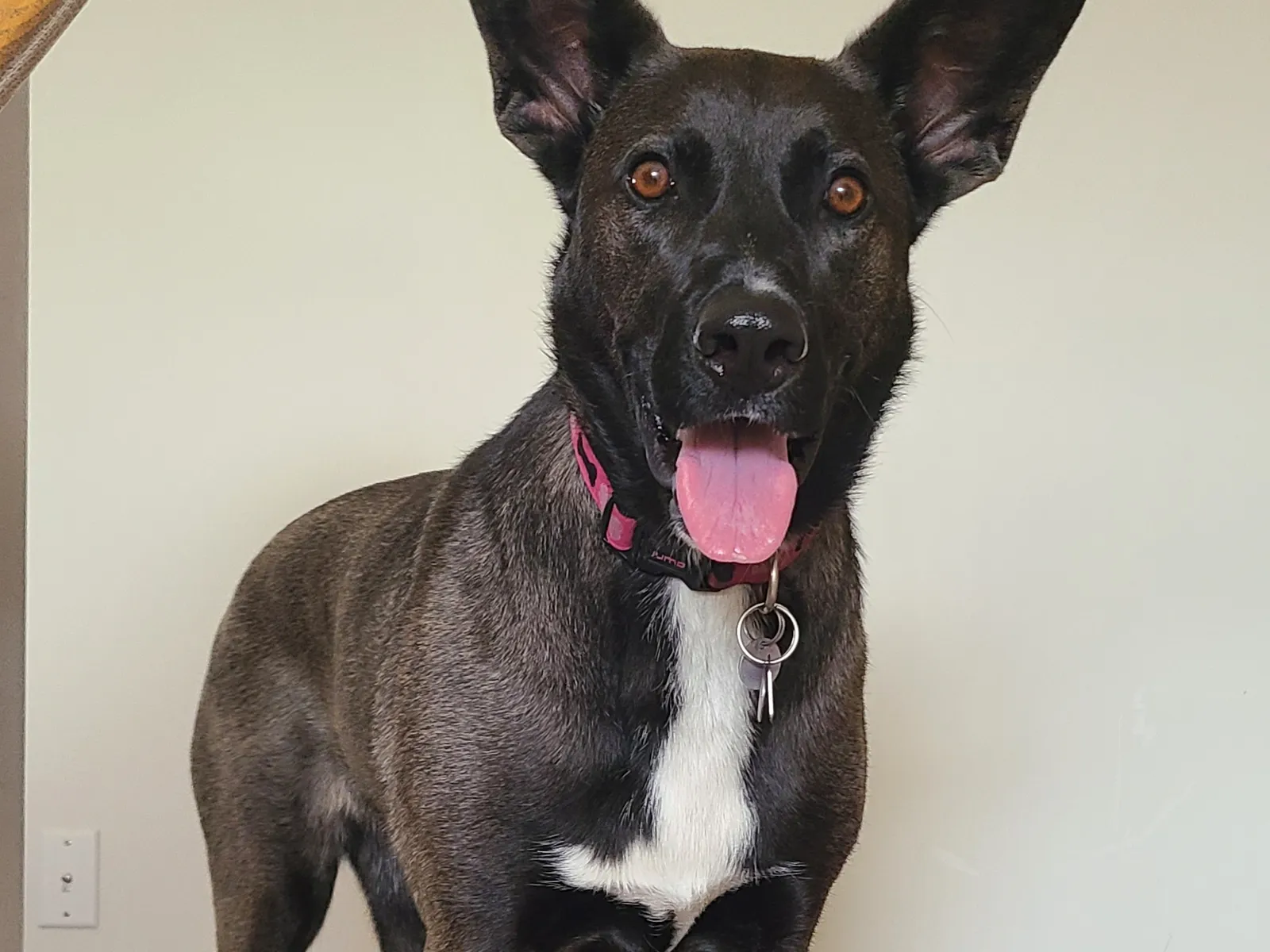 Leash Training a Malinois: From Pulling Machine to Loose Leash