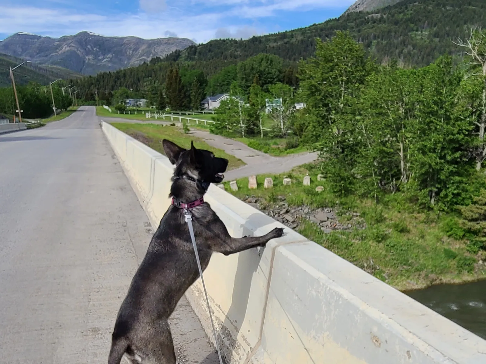Coco the Belgian Malinois