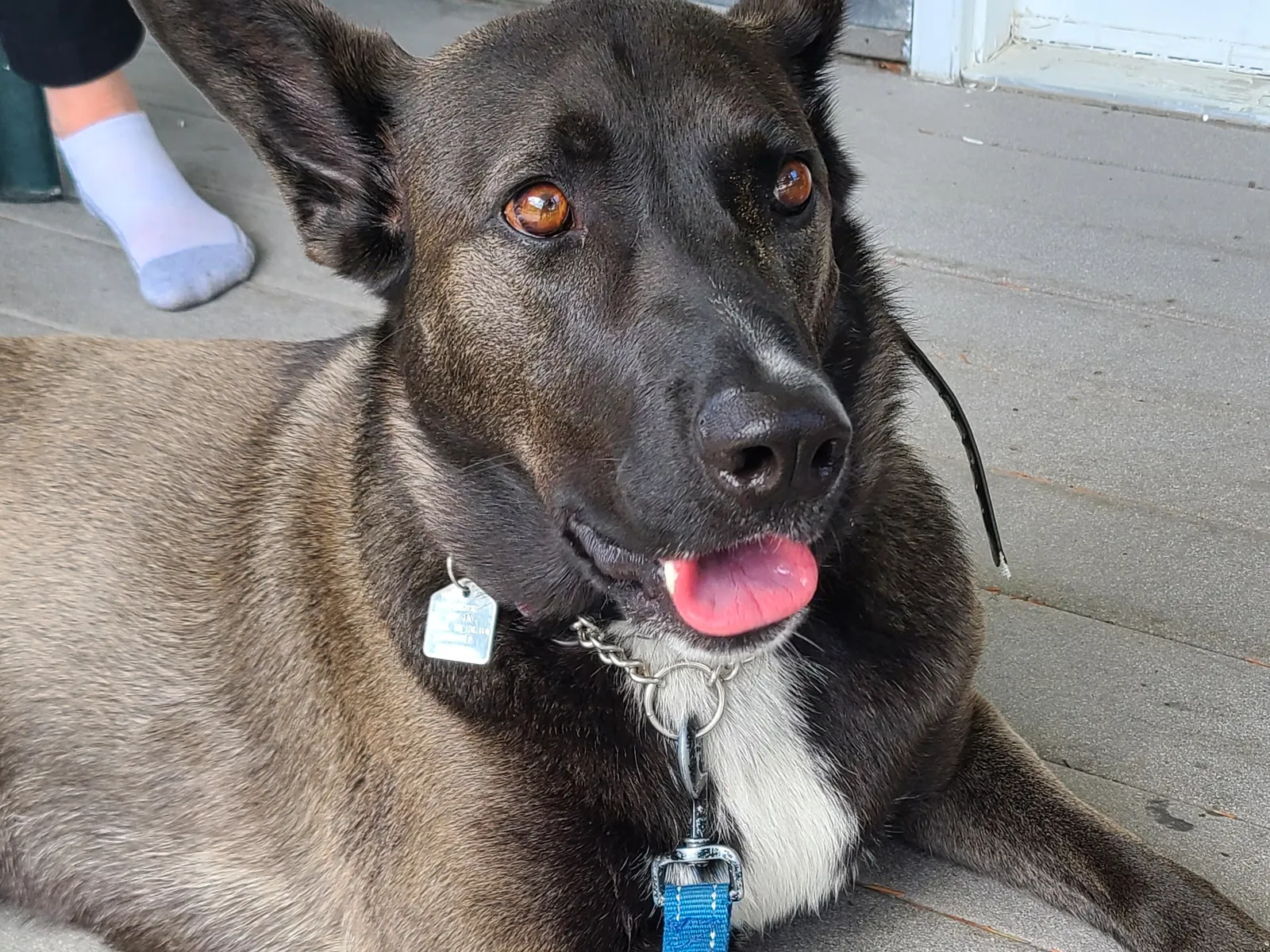 Why Harsh Training Methods Backfire with Malinois