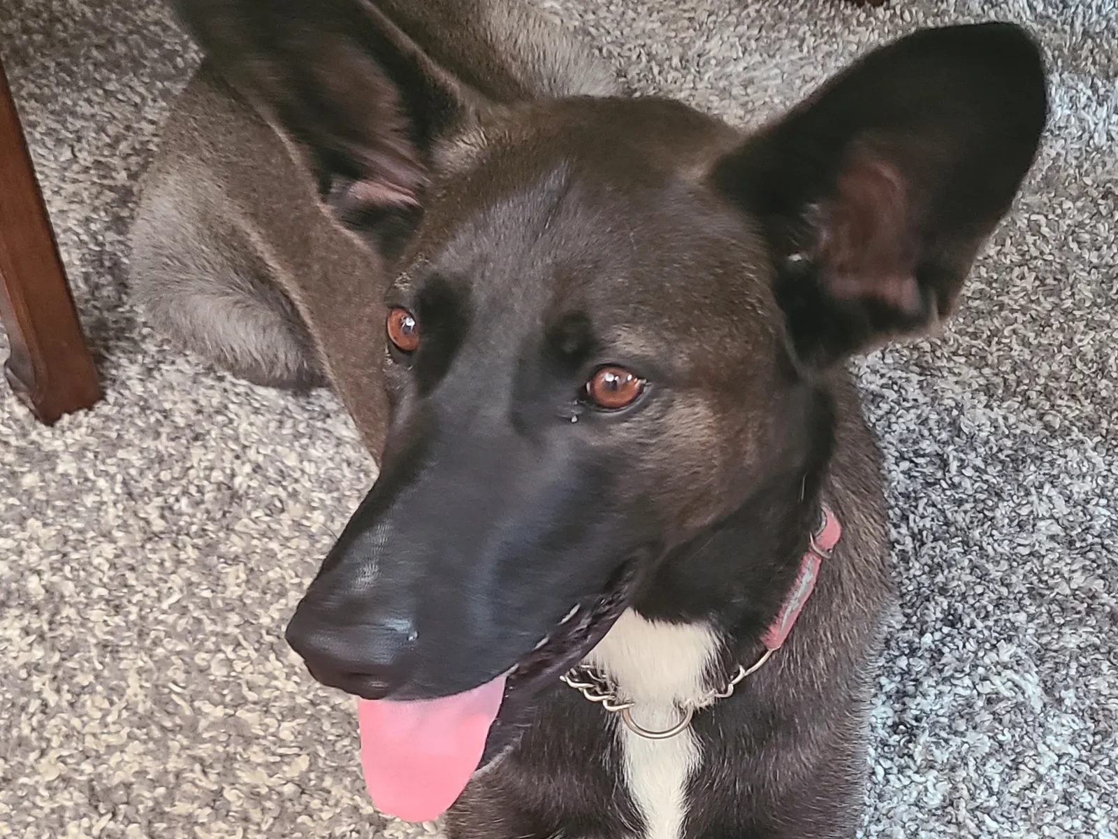 Belgian Malinois Health Issues: What Owners Should Screen For