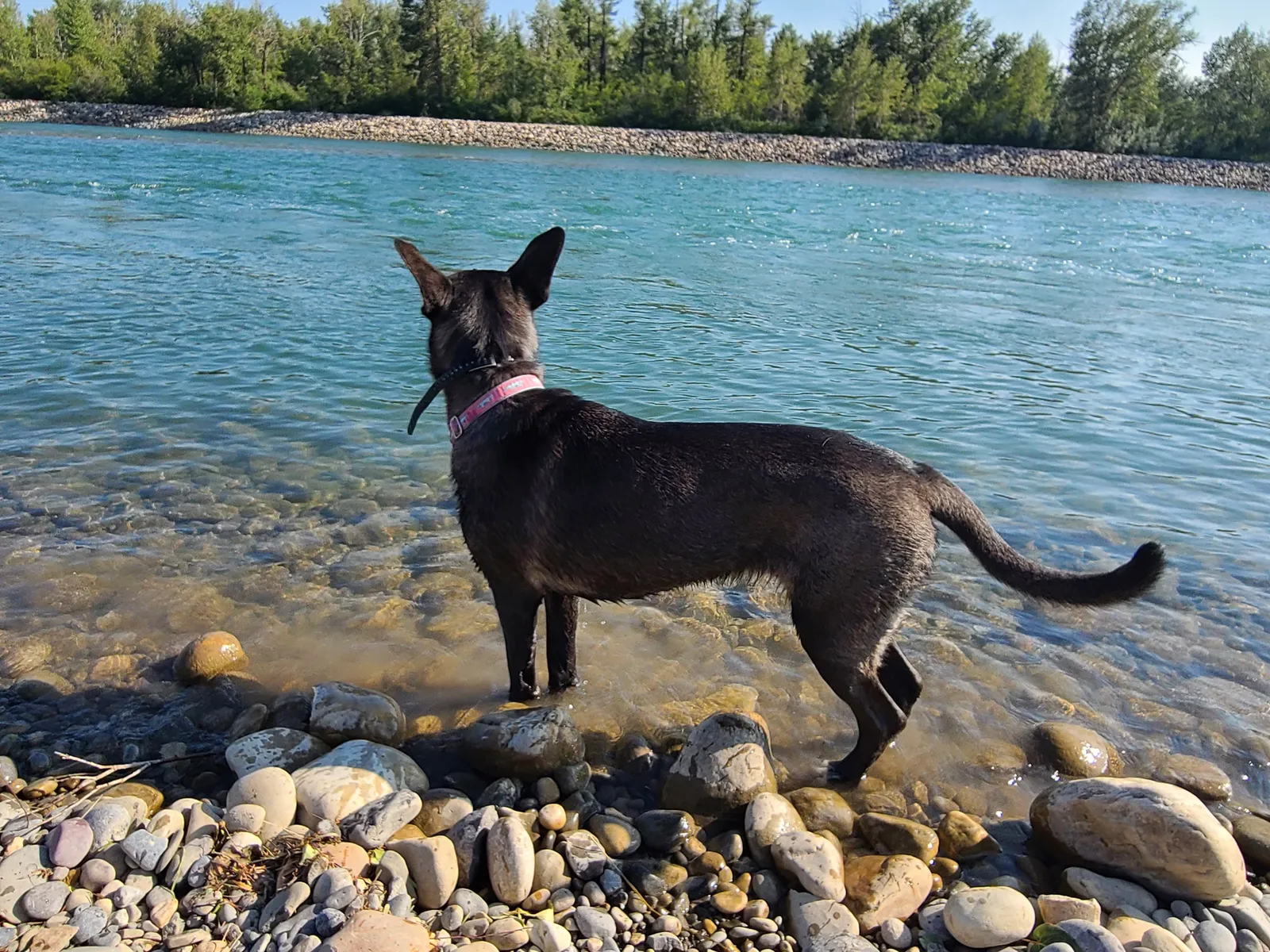 Why Malinois End Up in Rescue (And How to Avoid Being That Owner)