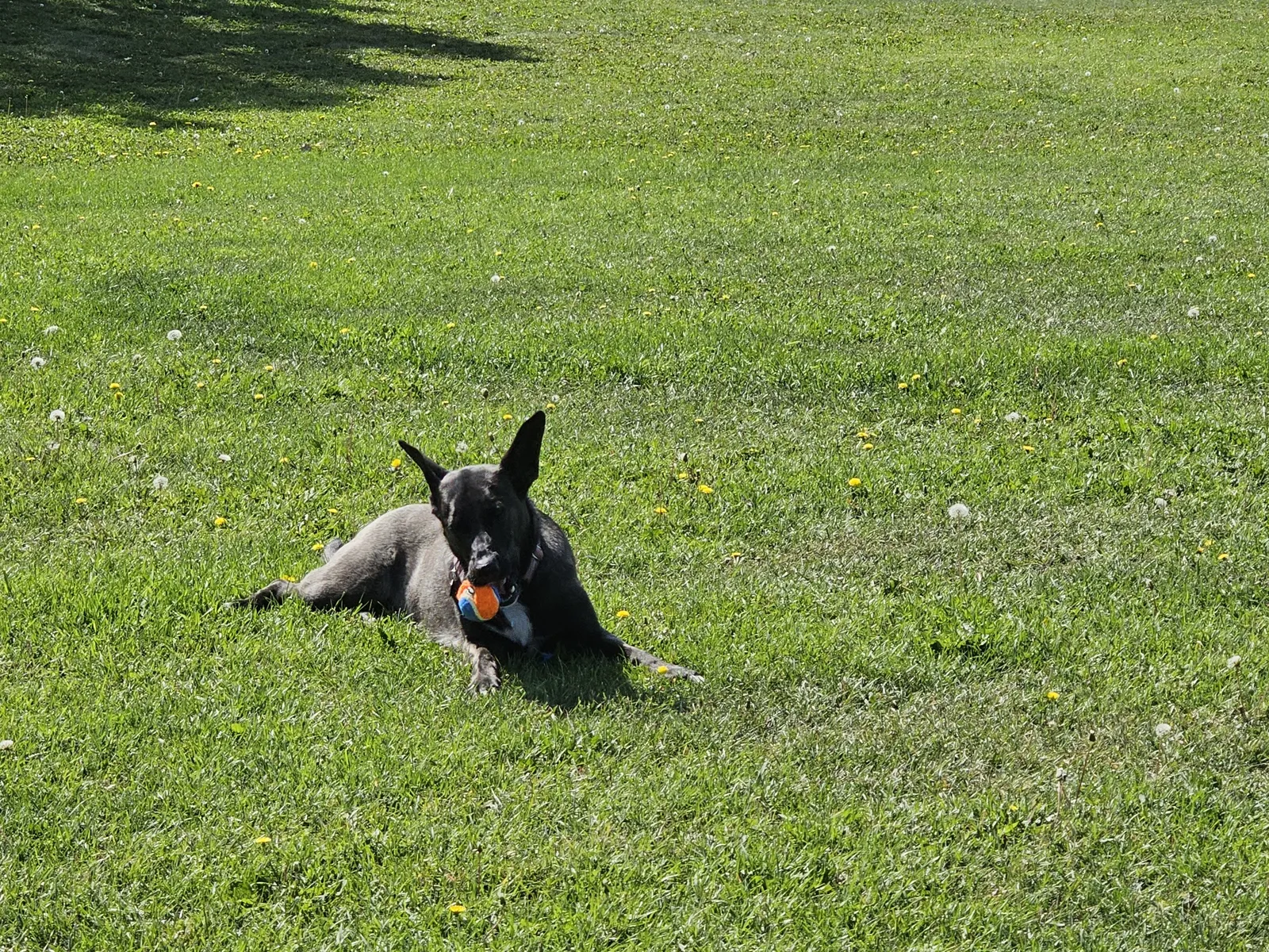 Best Dog Food Brands for Active Malinois (What We Actually Feed)