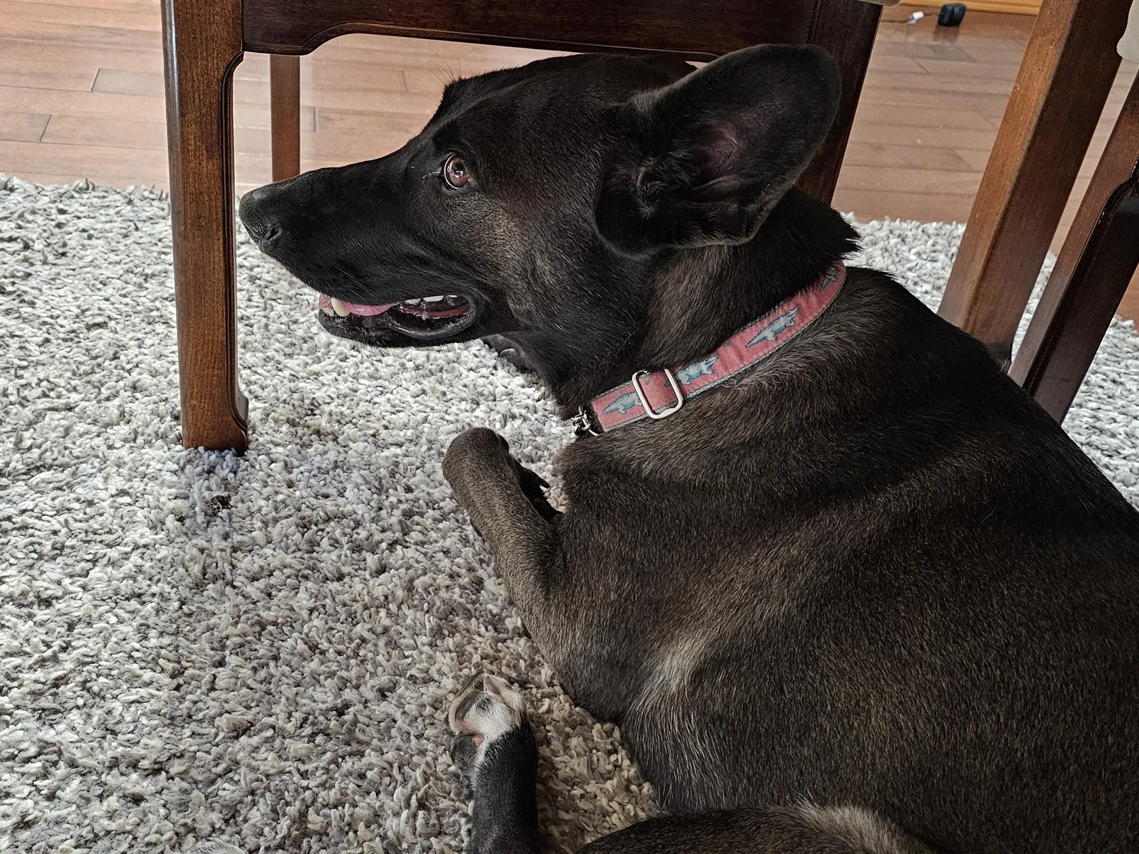 Living with a Malinois: Home Setup and Daily Routines