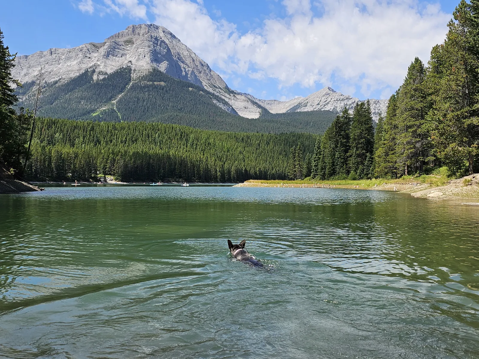 Mental Stimulation Games That Actually Tire Out a Malinois