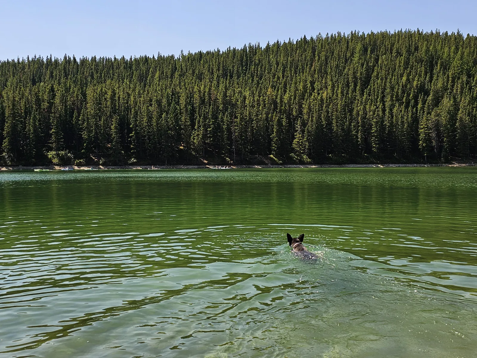 Swimming With Your Belgian Malinois: What 88 Sessions Taught Us