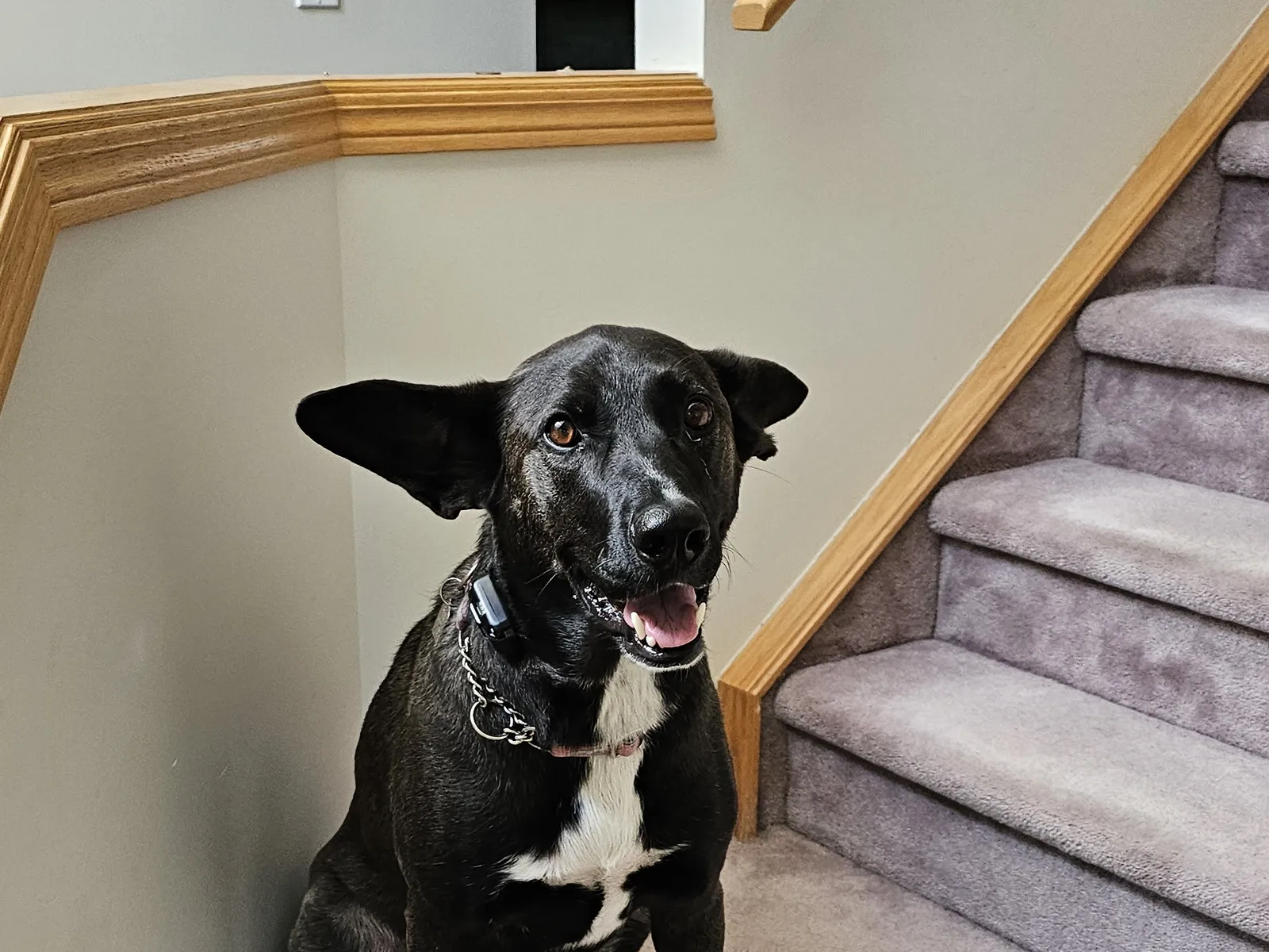 Malinois and Other Dogs: Making Multi-Dog Households Work