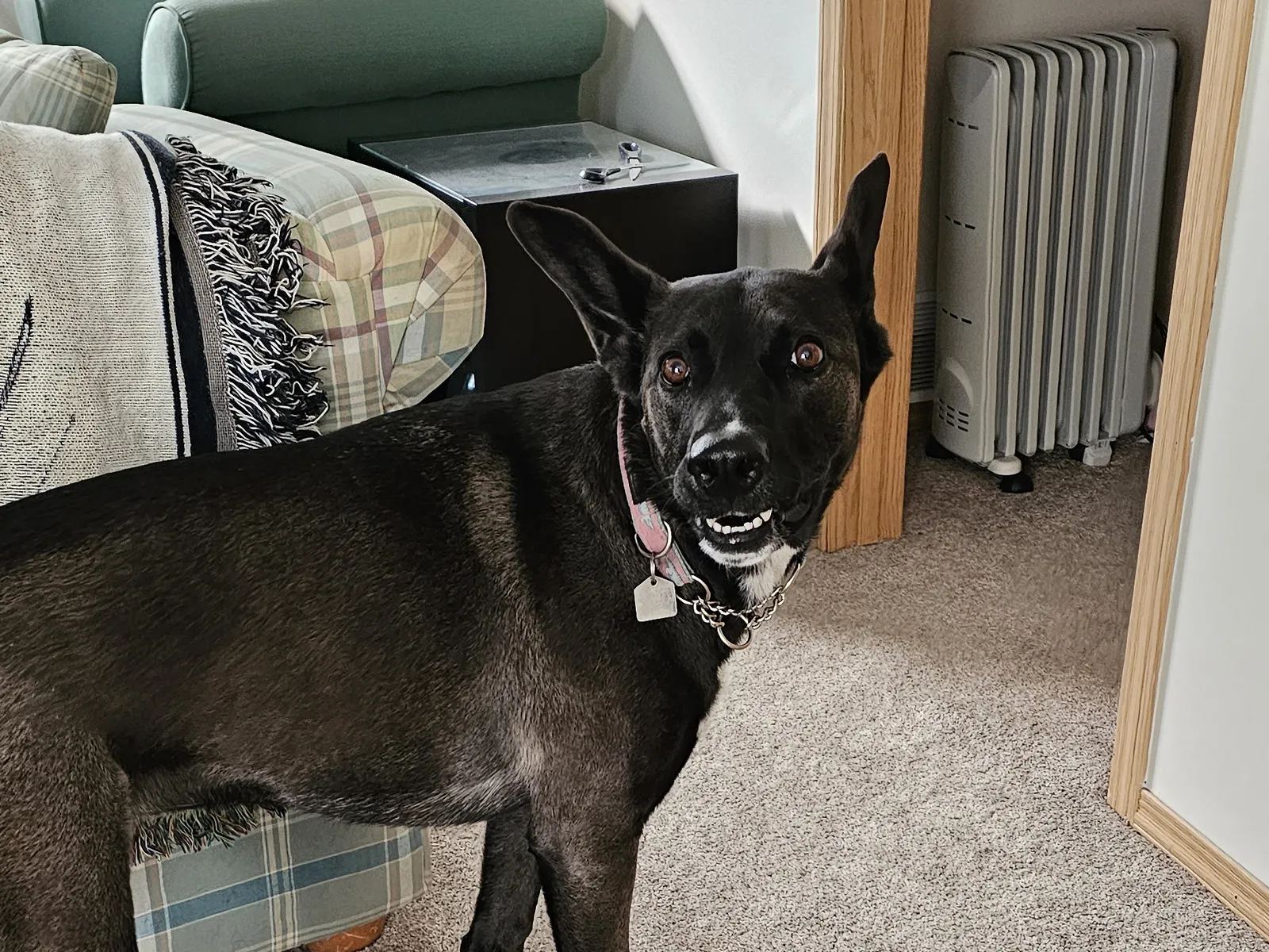 Recall Training for Malinois: Building Off-Leash Reliability