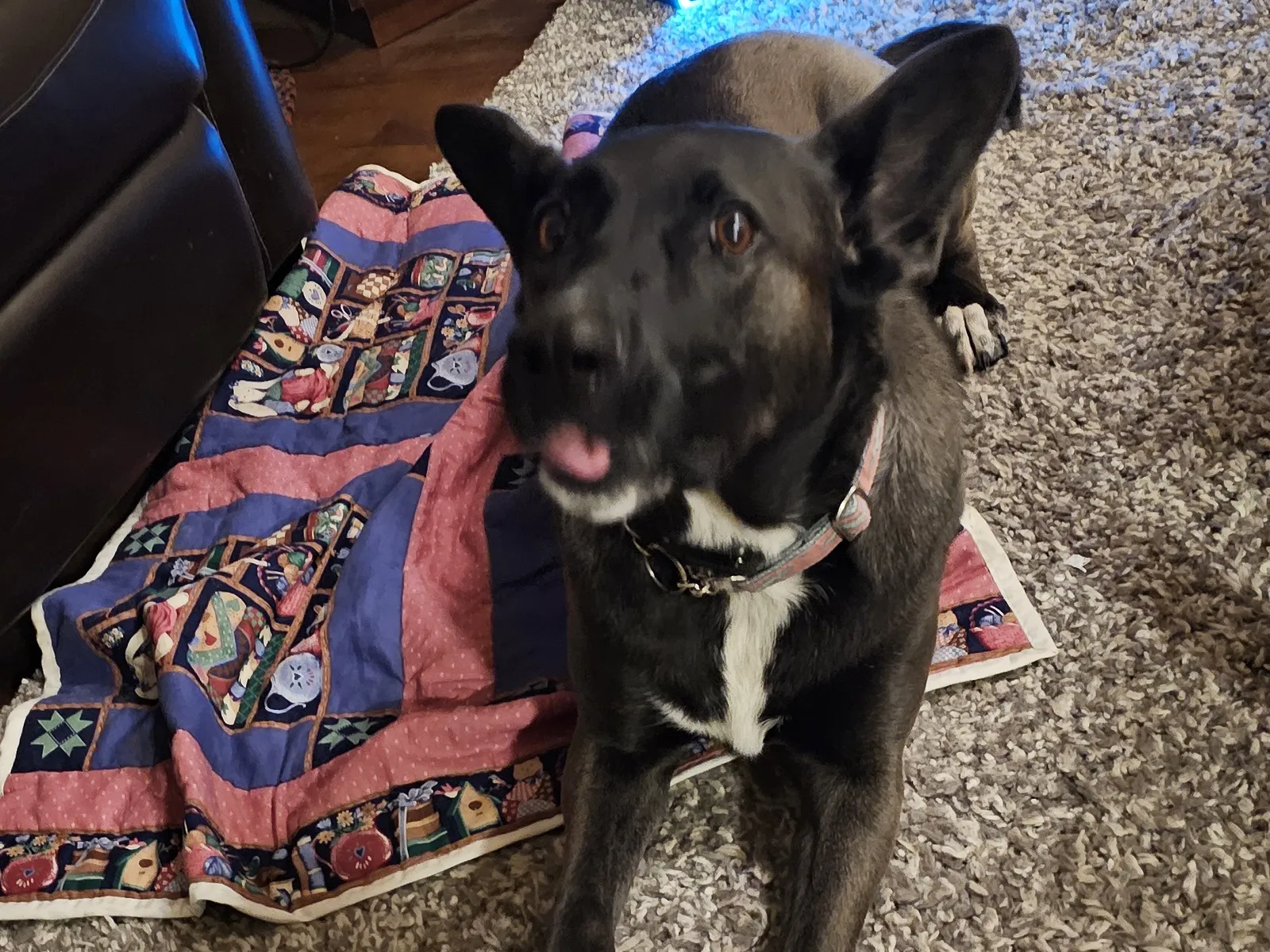 Grooming Tools for Malinois: Managing the Double Coat