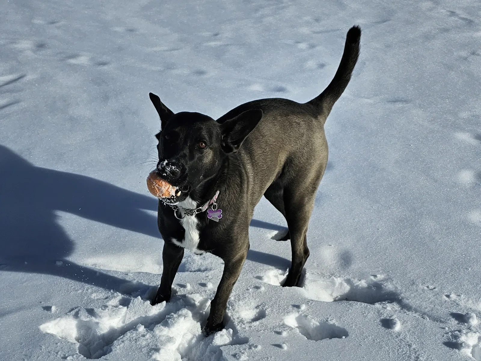 Coco, Chief Dog Officer of Storybound