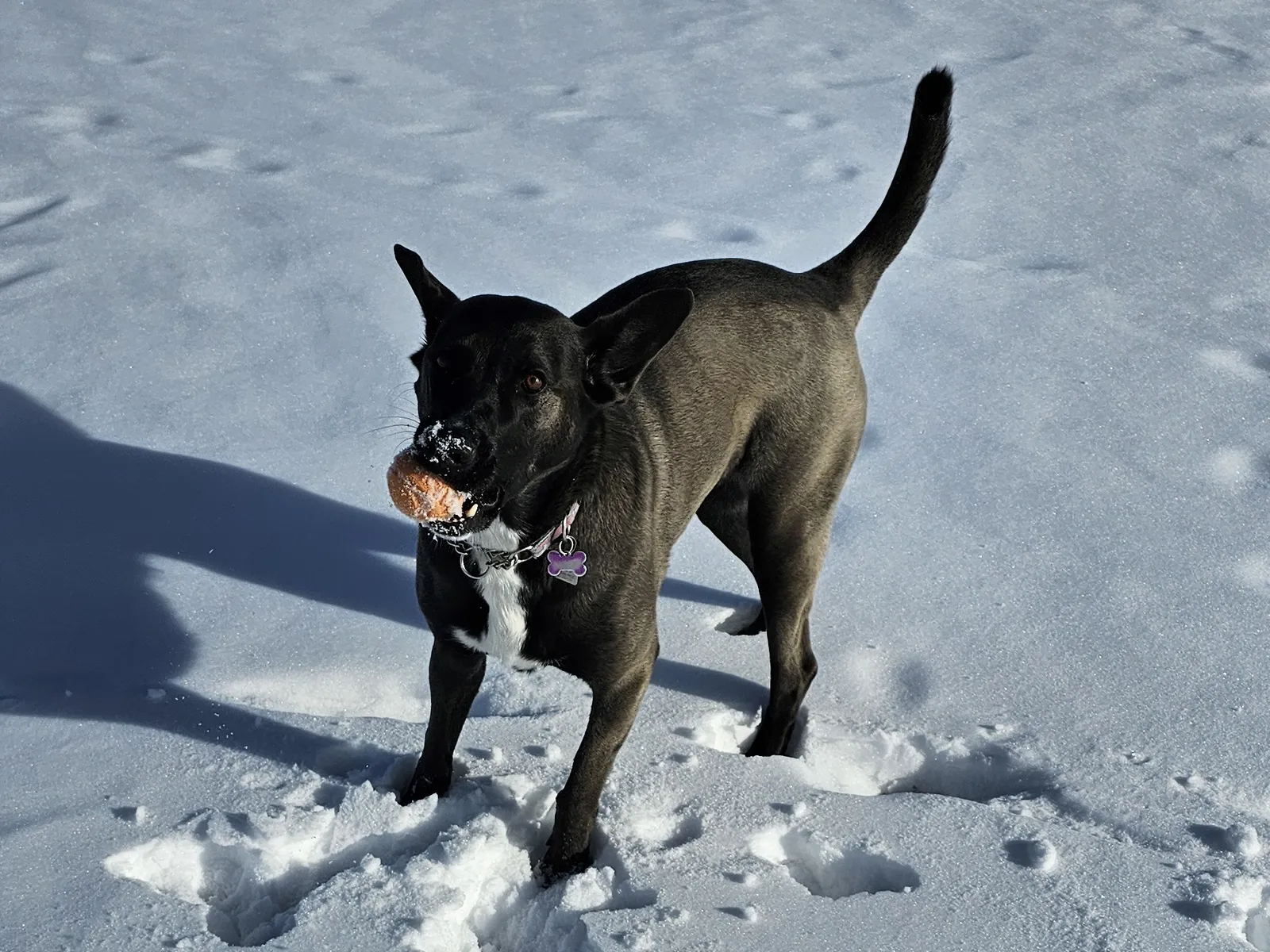 Traveling with a Malinois: Road Trips, Boarding and Separation