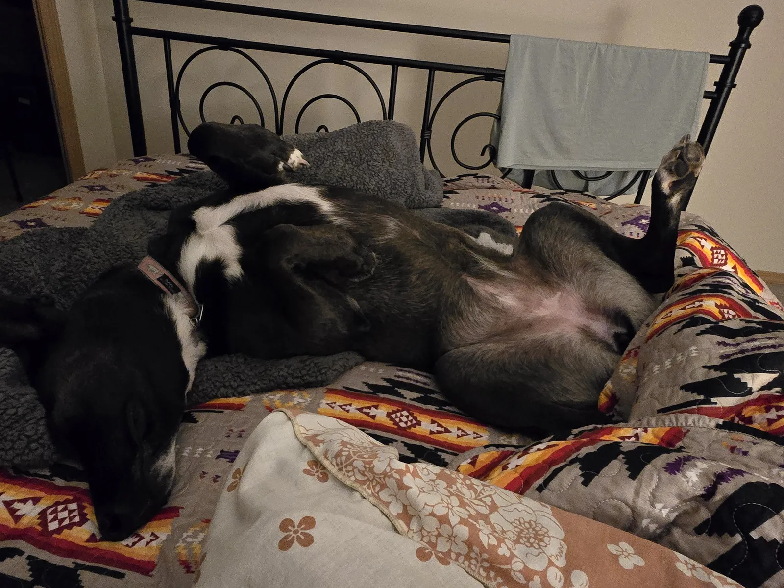 Can a Malinois Live in an Apartment? Honest Answer