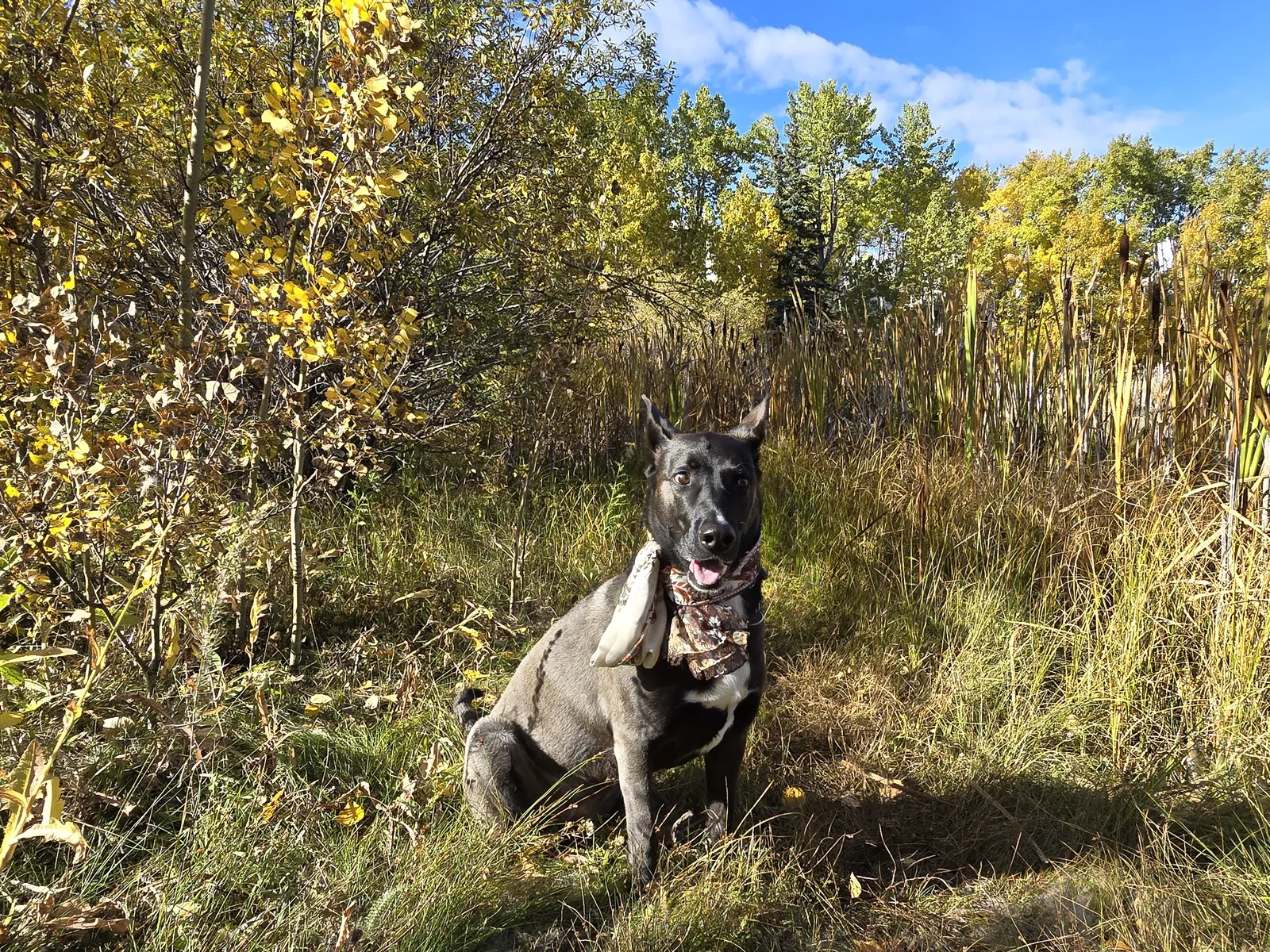 The Real Cost of Owning a Belgian Malinois (5 Year Breakdown)