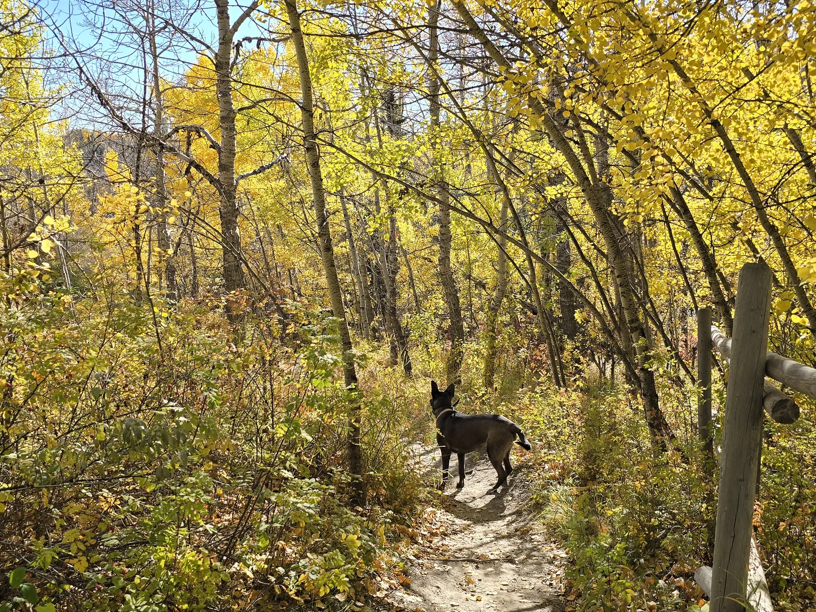 Is a Belgian Malinois Right for You? The Honest Reality Check