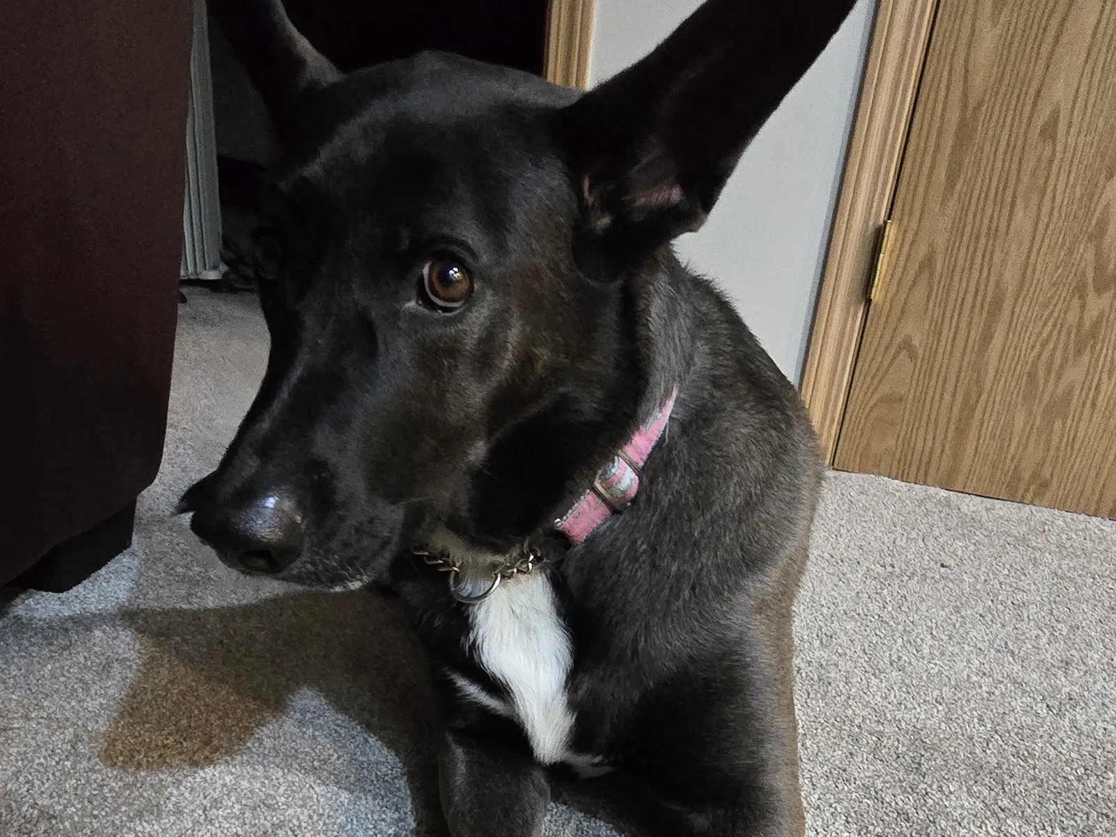 Harnesses vs Collars for Malinois: What Actually Works