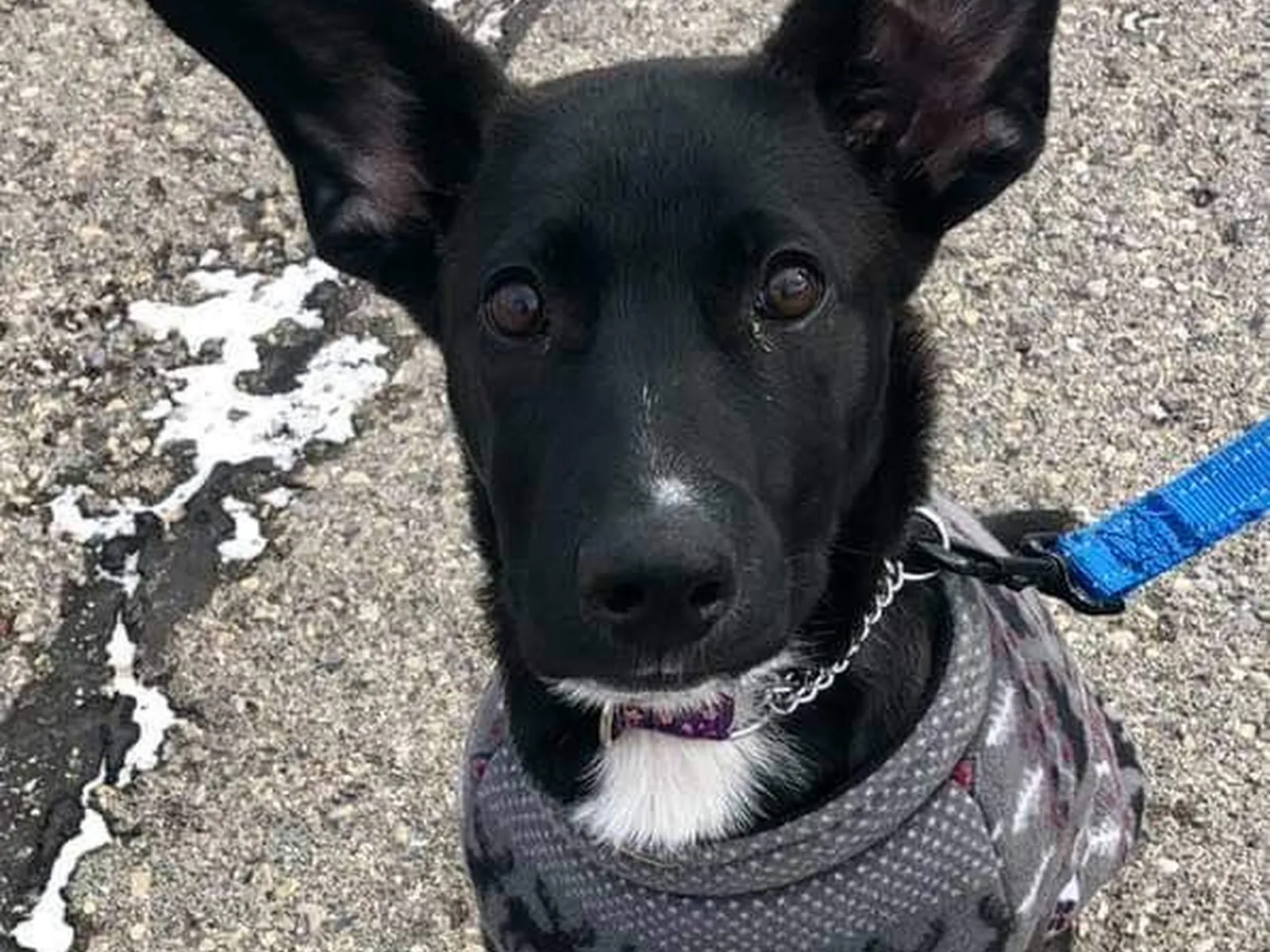 Summer Heat and Exercise: Adjusting for Your Malinois