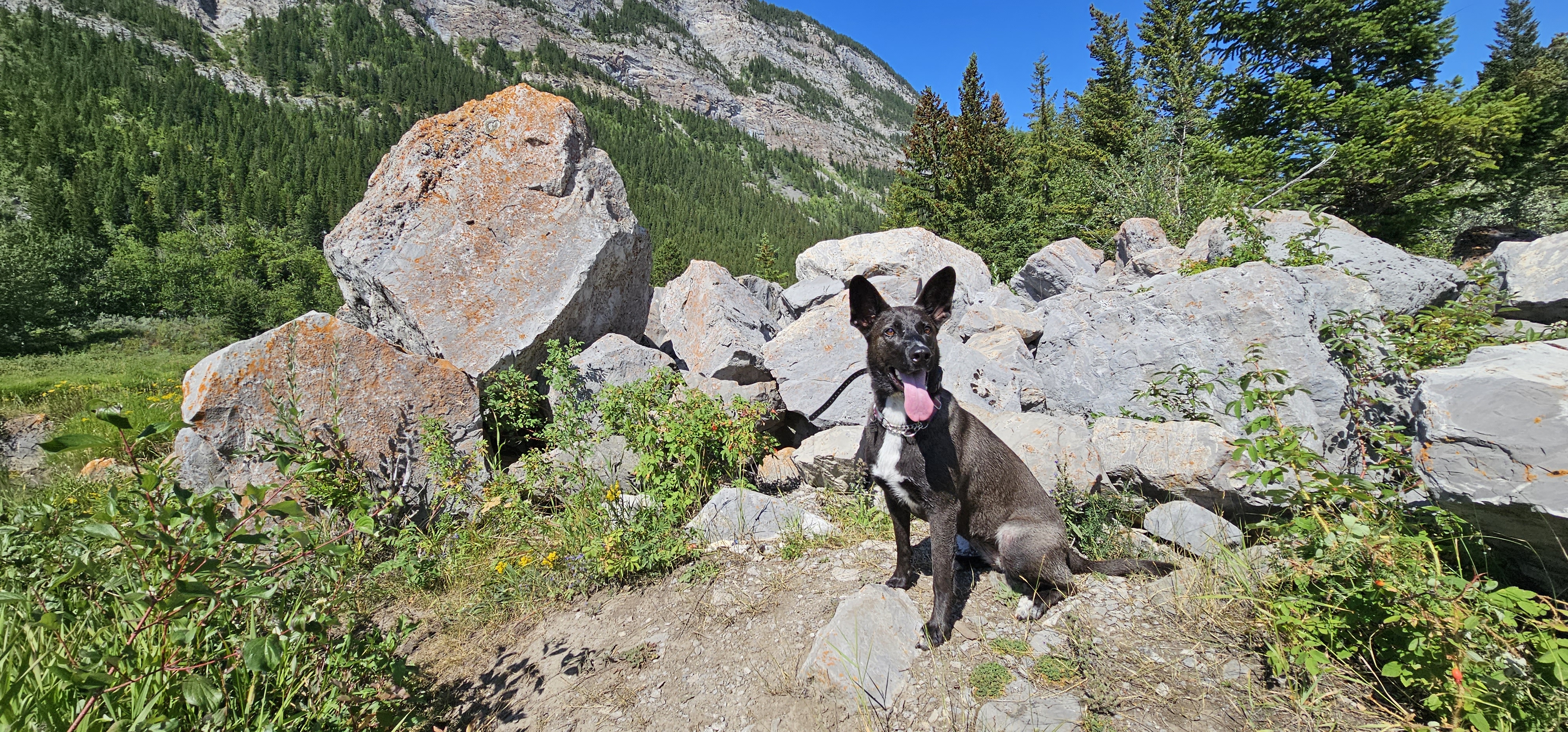Coco, the dog who inspired Storybound