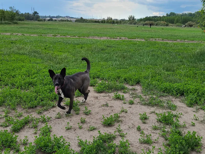 Coco running