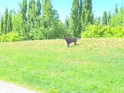 Trail Running Begins